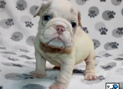 a small white english bulldog puppy