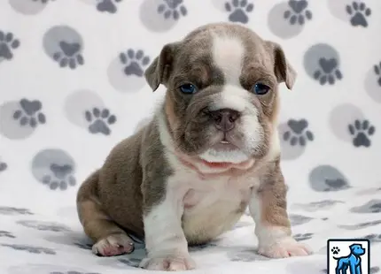 a english bulldog puppy sitting on a bed