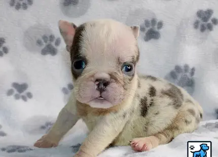 a baby english bulldog puppy on a blanket