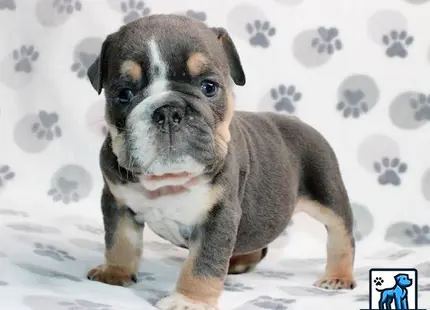 a english bulldog dog sitting on a bed