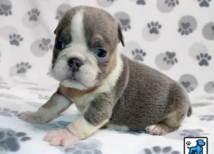 a english bulldog puppy sitting on a bed
