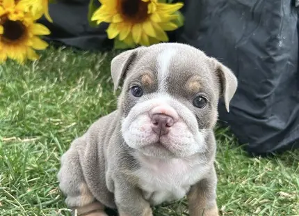 a english bulldog puppy sitting in grass with yellow flowers in the background