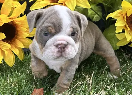 a english bulldog puppy running in front of a bunch of sunflowers