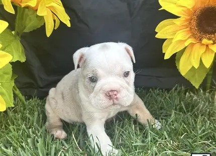 a english bulldog puppy in the grass