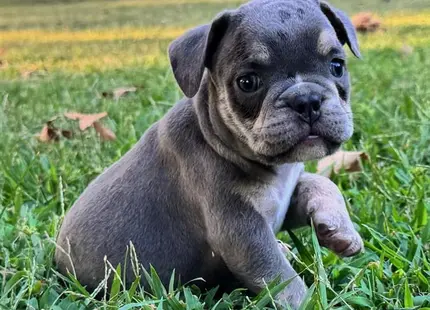 a english bulldog puppy lying in the grass