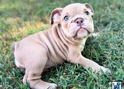 a english bulldog dog lying in the grass