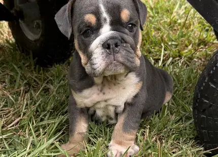 a english bulldog puppy sitting in grass