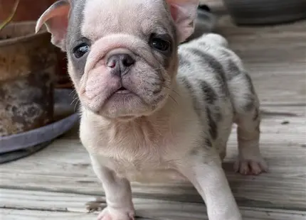 a small english bulldog puppy standing on a wood surface