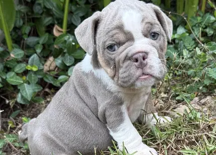 a english bulldog puppy sitting in the grass