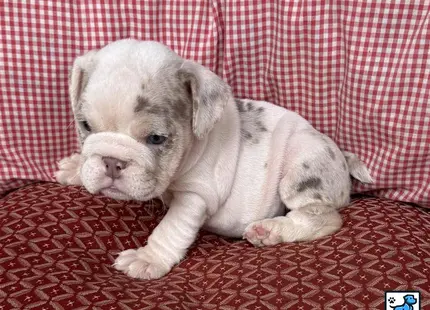 a english bulldog puppy lying on a couch