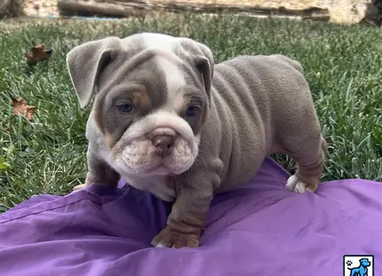a english bulldog puppy on a blanket