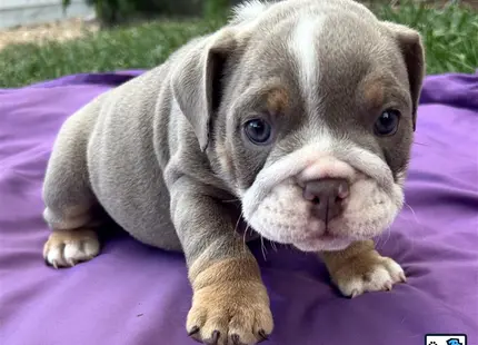 a english bulldog puppy lying on a blanket