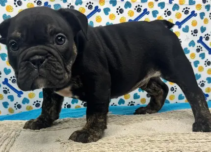 a black english bulldog puppy on a couch