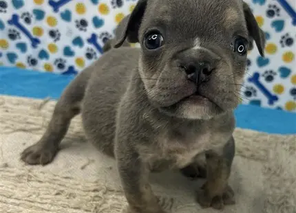a small english bulldog dog sitting on a carpet