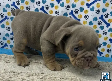 a english bulldog puppy lying on a couch