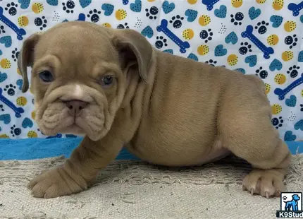 a english bulldog puppy lying on a couch