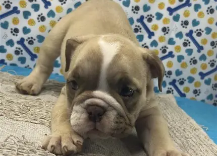 a english bulldog puppy lying on a couch