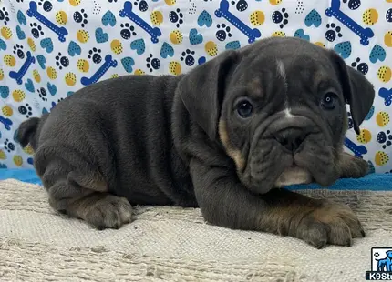 a english bulldog puppy lying on a couch