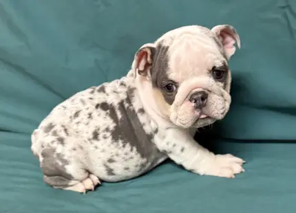 English Bulldog puppy for sale: Spotted gray and white English Bulldog puppy sitting on a green background