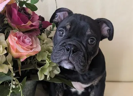 a english bulldog dog holding a bouquet of flowers