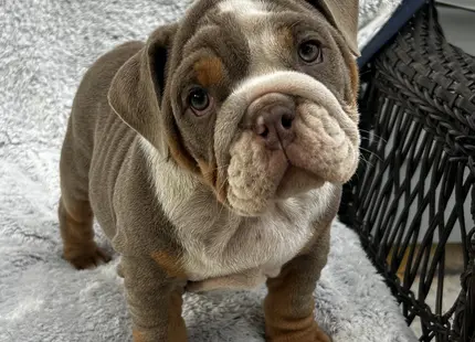 English Bulldog puppy for sale: Brown and gray English Bulldog puppy sitting on a soft blanket
