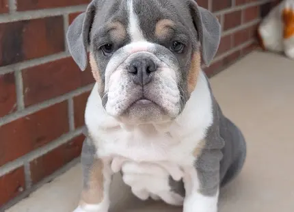 English Bulldog puppy for sale: Gray and white English Bulldog puppy sitting on a porch
