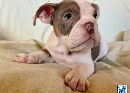 a small english bulldog dog on a bed