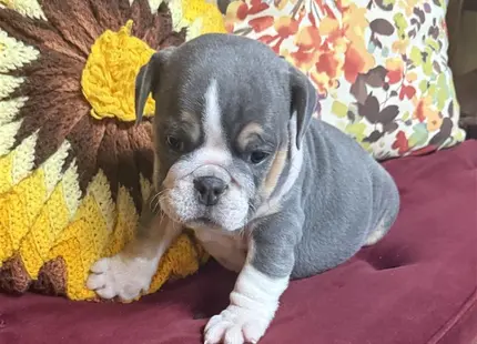 a english bulldog dog wearing a sweater