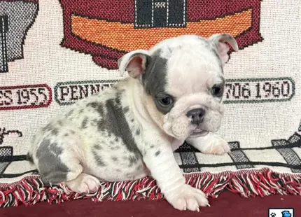a english bulldog dog sitting on a rug