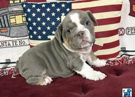 a english bulldog dog lying on a bed with a flag in the background
