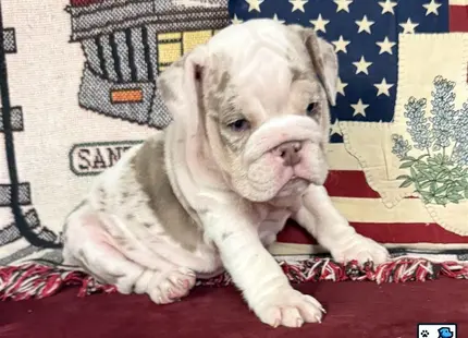English Bulldog puppy for sale: a english bulldog dog wearing a hat