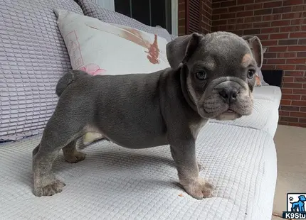 English Bulldog puppy for sale: a english bulldog dog sitting on a couch