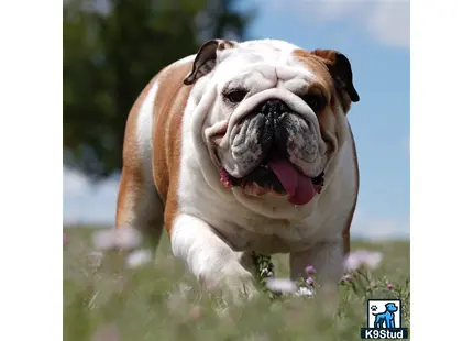 a english bulldog dog running through a field
