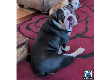 a english bulldog dog lying on a rug