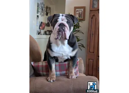 a english bulldog dog sitting on a couch