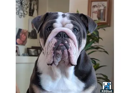 a english bulldog dog with its mouth open