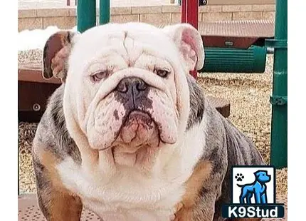 a english bulldog dog with a sad face
