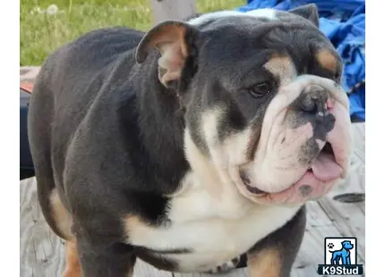 a english bulldog dog with its tongue out
