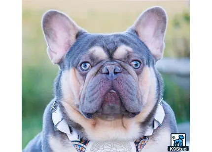 a english bulldog dog with blue eyes