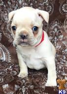 french bulldog puppy posted by tankrtots