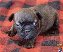 french bulldog puppy posted by tankrtots