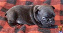 french bulldog puppy posted by tankrtots