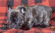 french bulldog puppy posted by tankrtots
