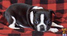french bulldog puppy posted by tankrtots