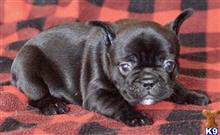french bulldog puppy posted by tankrtots