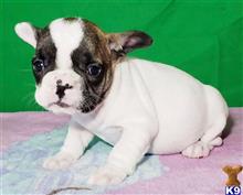 french bulldog puppy posted by tankrtots