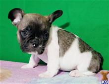 french bulldog puppy posted by tankrtots