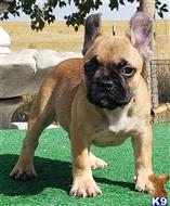 french bulldog puppy posted by tankrtots