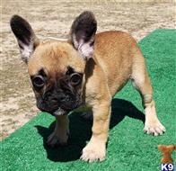 french bulldog puppy posted by tankrtots