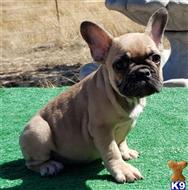 french bulldog puppy posted by tankrtots